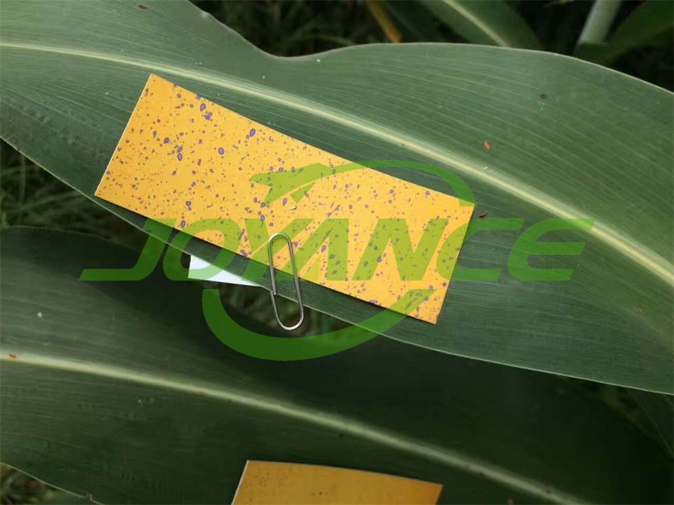 drone ag sprayer application in long-stalked crops-drone agriculture sprayer, agriculture drone sprayer, sprayer drone, UAV crop duster