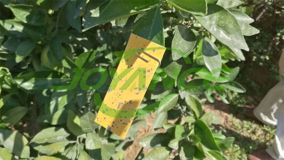 spraying effect on orange trees by orchard spraying drone-drone agriculture sprayer, agriculture drone sprayer, sprayer drone, UAV crop duster