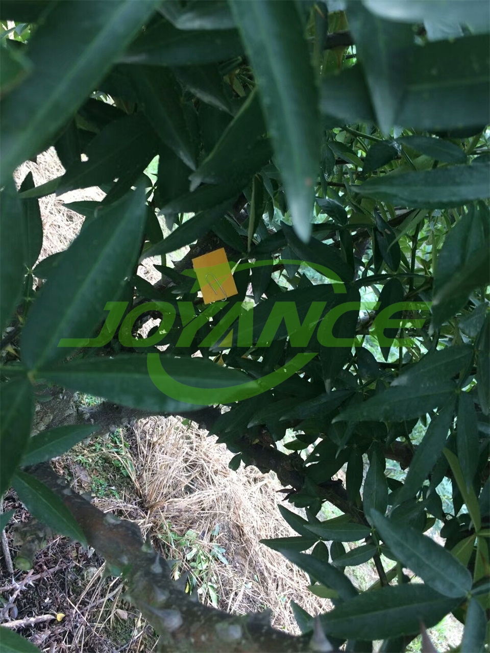 orchard fumigator drone spraying effect-drone agriculture sprayer, agriculture drone sprayer, sprayer drone, UAV crop duster