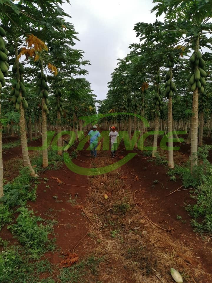 drones para la agricultura en aplicación de papaya-drone agriculture sprayer, agriculture drone sprayer, sprayer drone, UAV crop duster